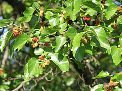 Black mulberry (Morus nigra) tree - Mogyoród, Hungary